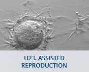 U23 - Assisted reproduction
